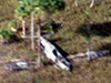 Click For Enlargement