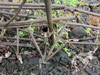 Click For Enlargement