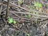 Click For Enlargement