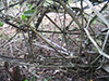 Click For Enlargement