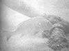 Click For Enlargement