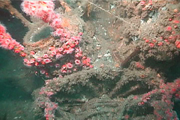 PacificWrecks.com