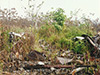 Click For Enlargement