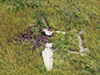 Click For Enlargement