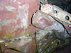 Click For Enlargement