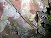 Click For Enlargement