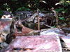 Click For Enlargement