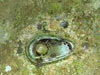 Click For Enlargement