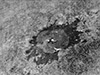 Click For Enlargement