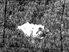 Click For Enlargement