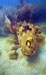 Click For Enlargement