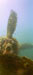 Click For Enlargement