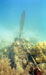 Click For Enlargement