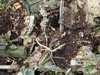 Click For Enlargement