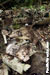 Click For Enlargement