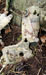 Click For Enlargement