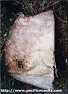 Click For Enlargement