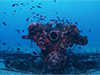 Click For Enlargement