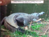 Click For Enlargement