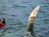 Click For Enlargement