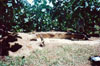Click For Enlargement
