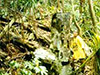 Click For Enlargement