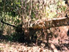 Click For Enlargement