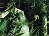 Click For Enlargement
