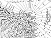 Click For Enlargement