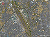 Click For Enlargement