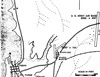 Click For Enlargement