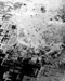 Click For Enlargement