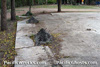 Click For Enlargement