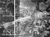 Click For Enlargement