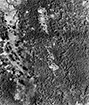 Click For Enlargement