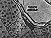 Click For Enlargement