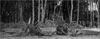 Click For Enlargement