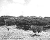 Click For Enlargement