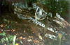 Click For Enlargement
