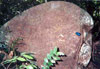 Click For Enlargement