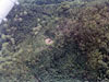 Click For Enlargement