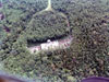 Click For Enlargement
