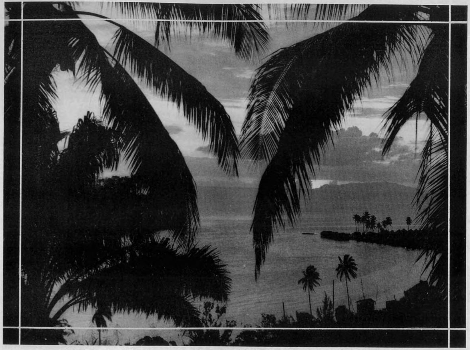 Tulagi Palm Trees
