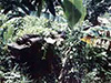 Click For Enlargement
