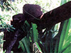Click For Enlargement