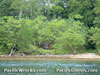 Click For Enlargement