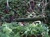 Click For Enlargement