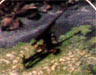 Click For Enlargement