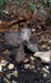 Click For Enlargement
