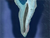 Click For Enlargement